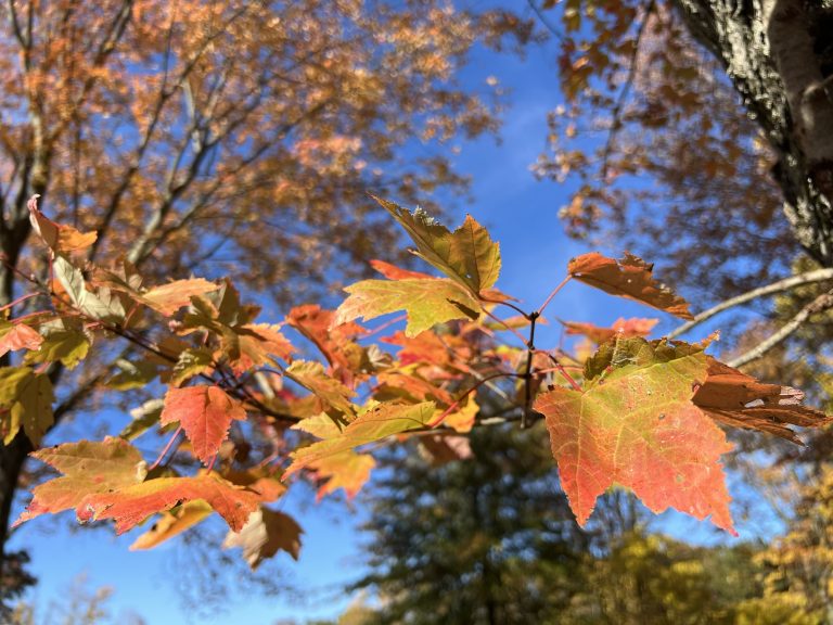 Fall In Nature